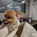 member face
