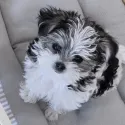 member face