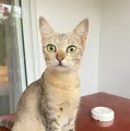 member face