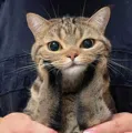 member face