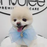 member face