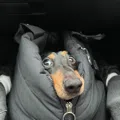 member face