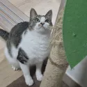 member face
