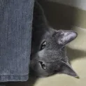 member face