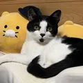 member face