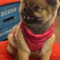 member face