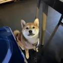 member face