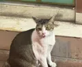 member face