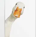 member face
