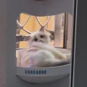 member face