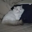 member face