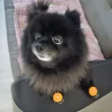 member face