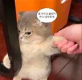 member face