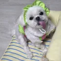 member face