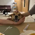 member face