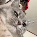 member face