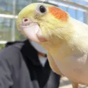 member face