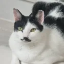 member face