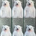 member face
