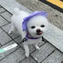 member face