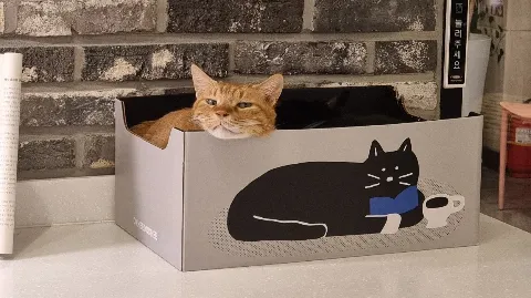 정모 대표 이미지