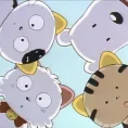 member face