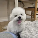 member face