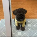 member face