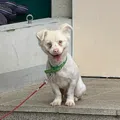 member face