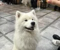 member face