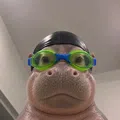 member face