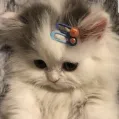 member face