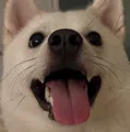 member face