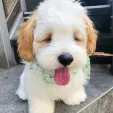 member face