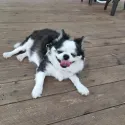 member face