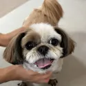 member face