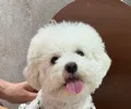 member face