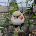 member face