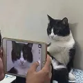 member face