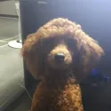 member face