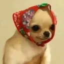 member face
