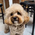 member face