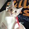member face