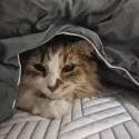 member face