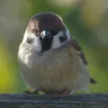 member face