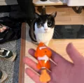member face
