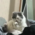 member face