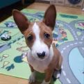 member face