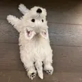 member face