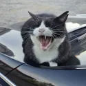 member face